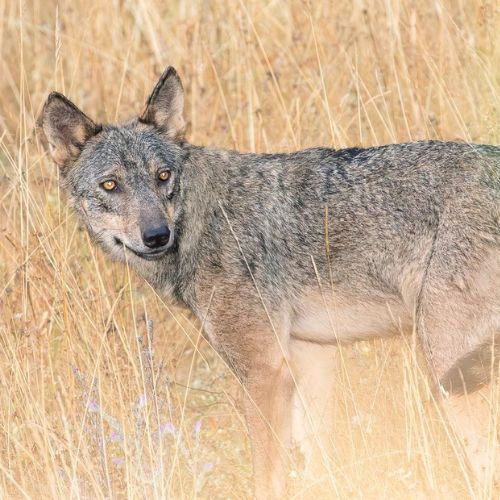 Lobos