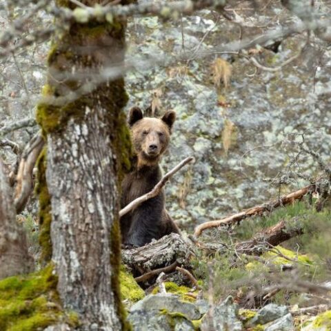 Oso pardo tras el tronco de un árbol