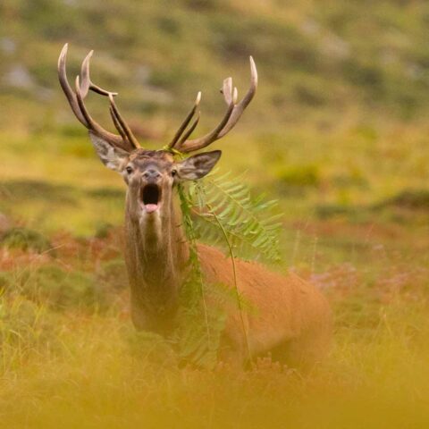 Ciervo macho durante la berrea