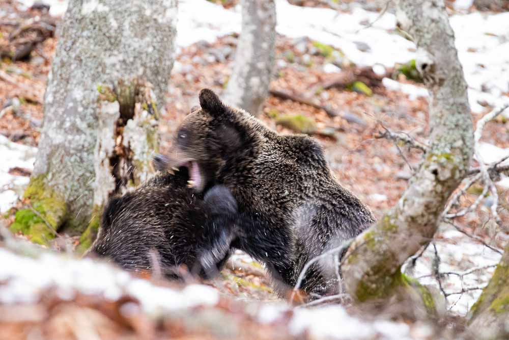 Dos osos pardos forcejeando entre los árboles