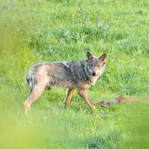 Lobo ibérico en un prado