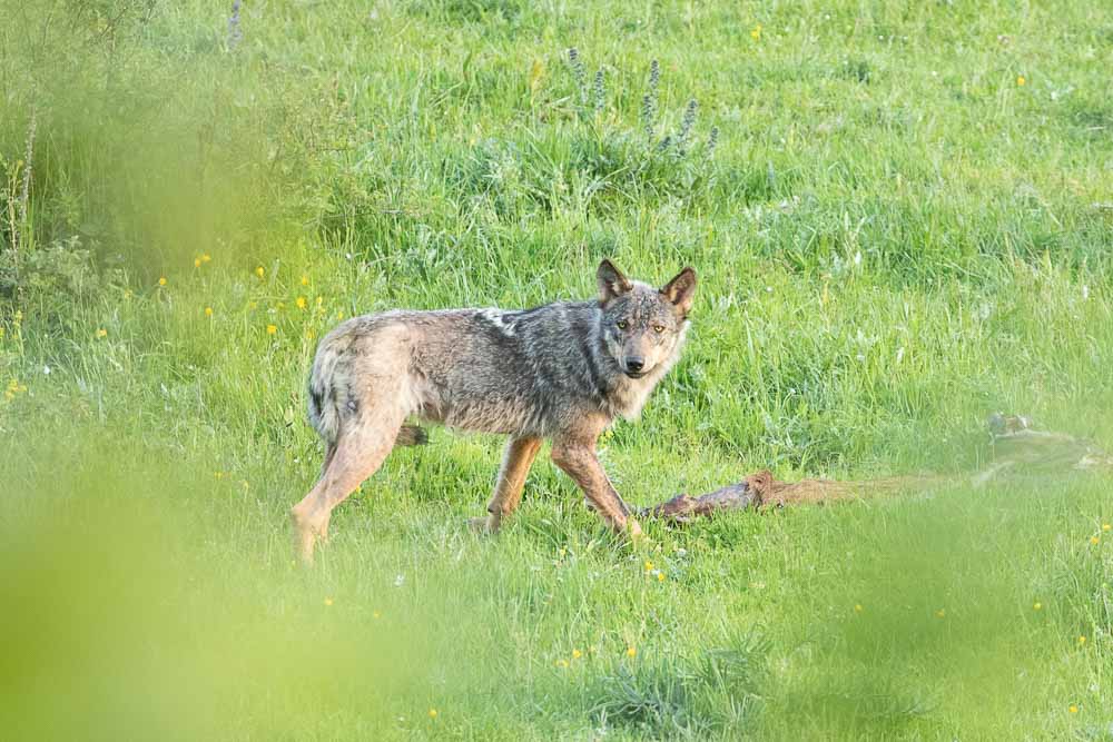 Lobo ibérico caminando entre la hierba